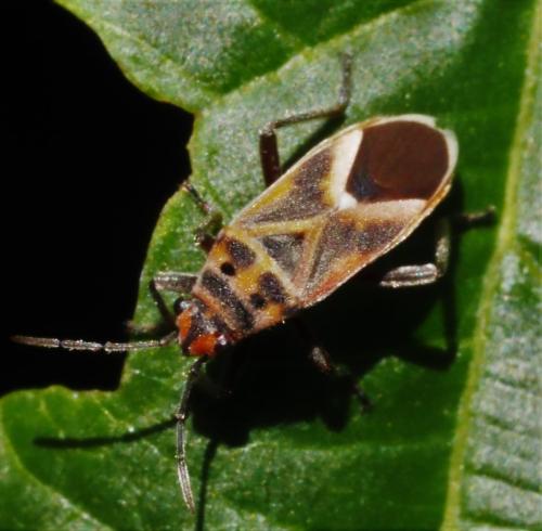 Réf. 323 967 : Graptostethus servus